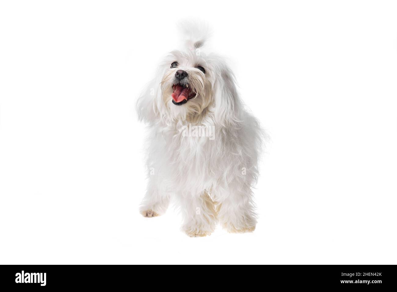 Beautiful and cute white bichon maltese dog over isolated background ...