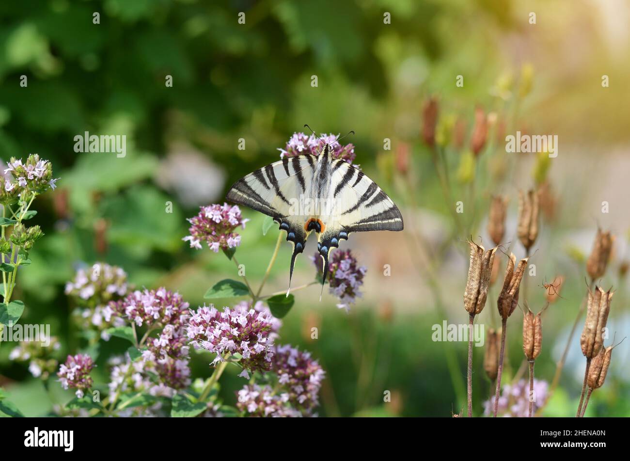 Large scarce swallowtail butterfly in its natural habitat. It is considered rare and endangered and is protected in some European countries. Stock Photo