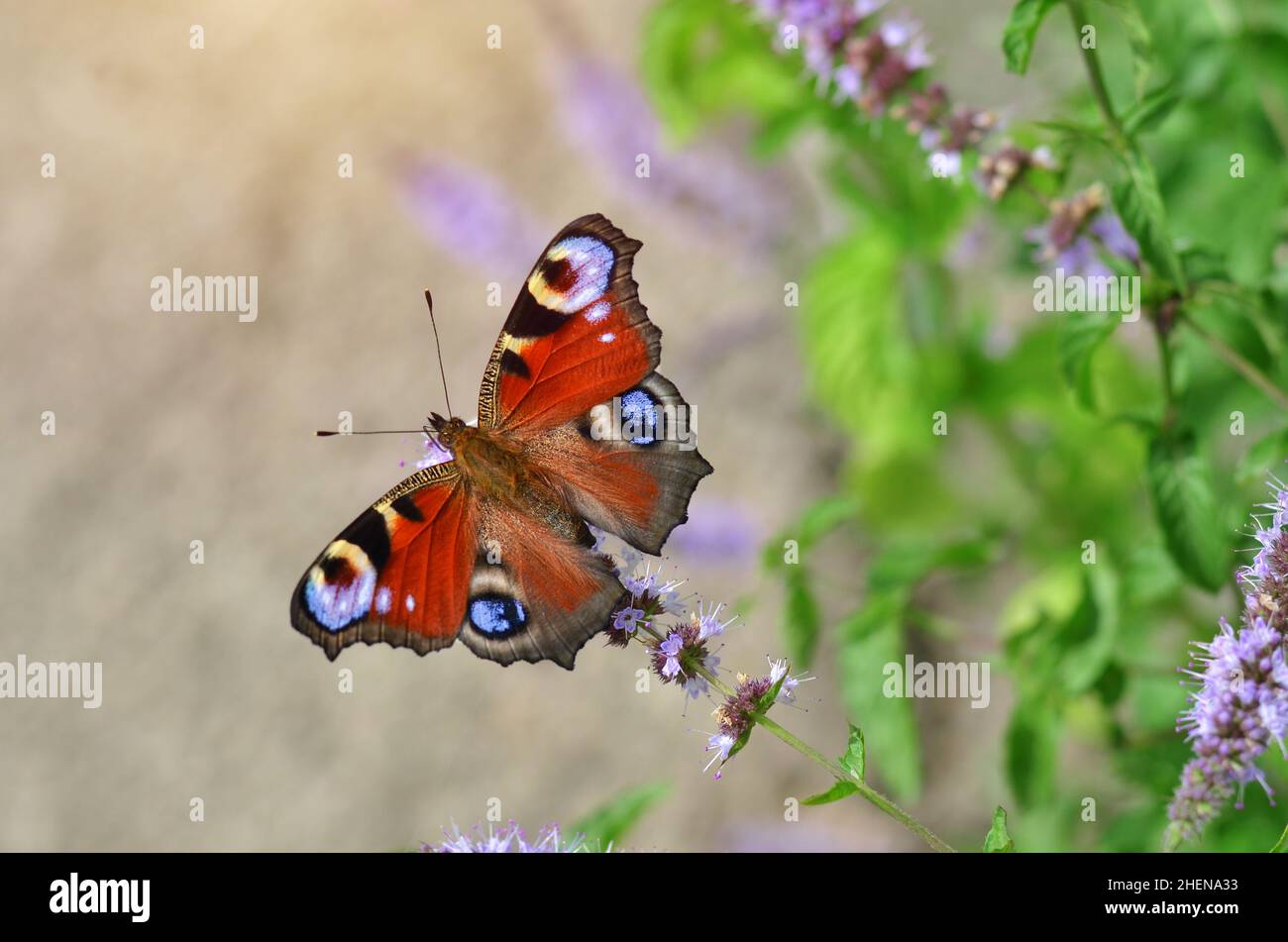 Aglais io, known simply as the peacock butterfly or European peacock, is a butterfly species belonging to the family Nymphalidae. Stock Photo