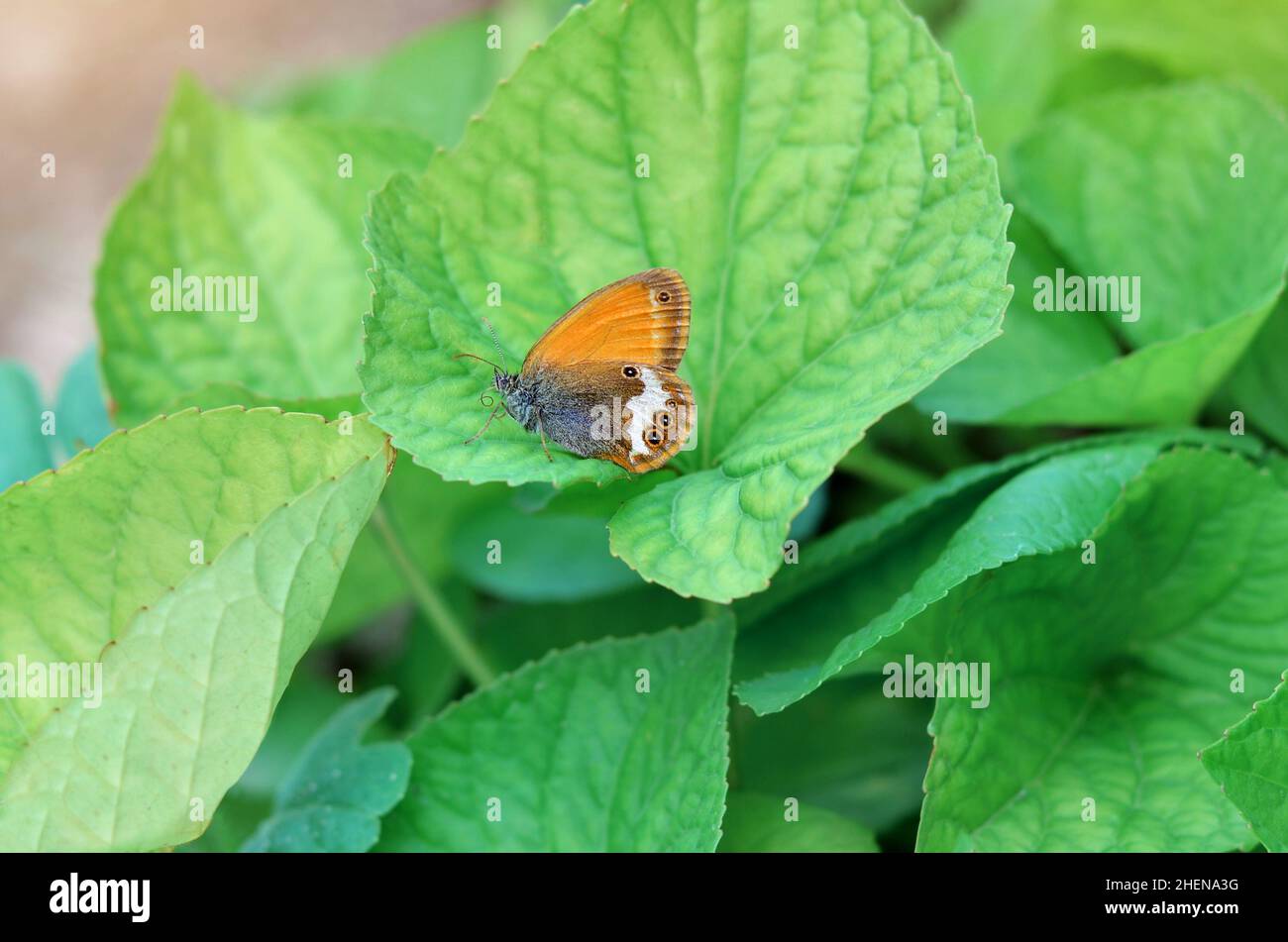 Coenonympha arcania or pearly heath, is a butterfly species belonging to the family Nymphalidae. Small orange butterfly sitting on a green leaves. Stock Photo