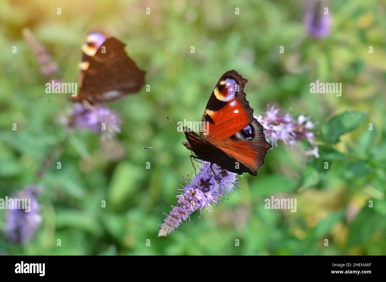 Colorful peacock butterfly, also called the European peacock or Aglais io, in its natural habitat collects nectar on a flower on a summer day. Stock Photo