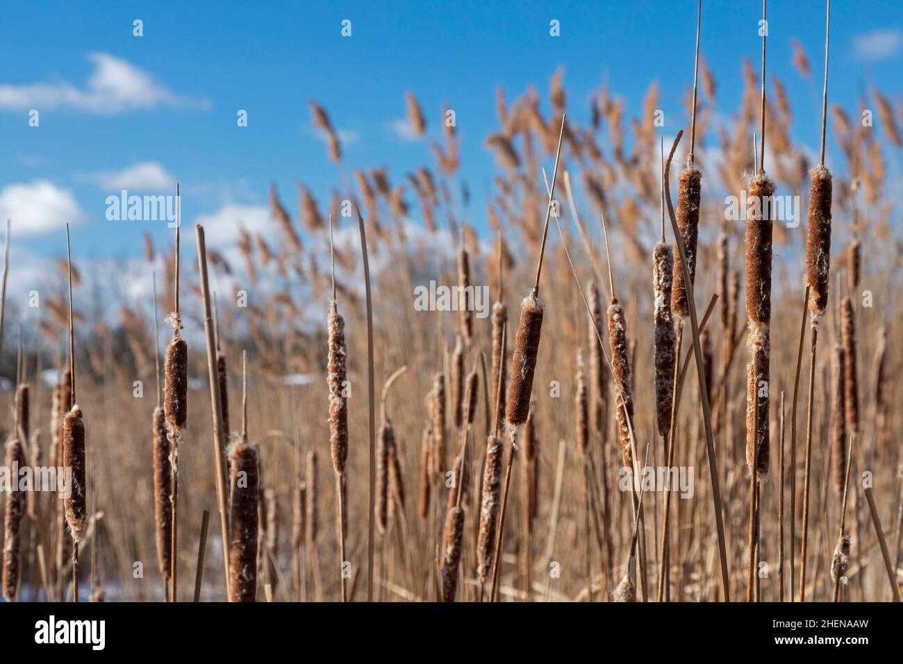 Harrison Twp., Michigan - Native cattails and other plants are being ...