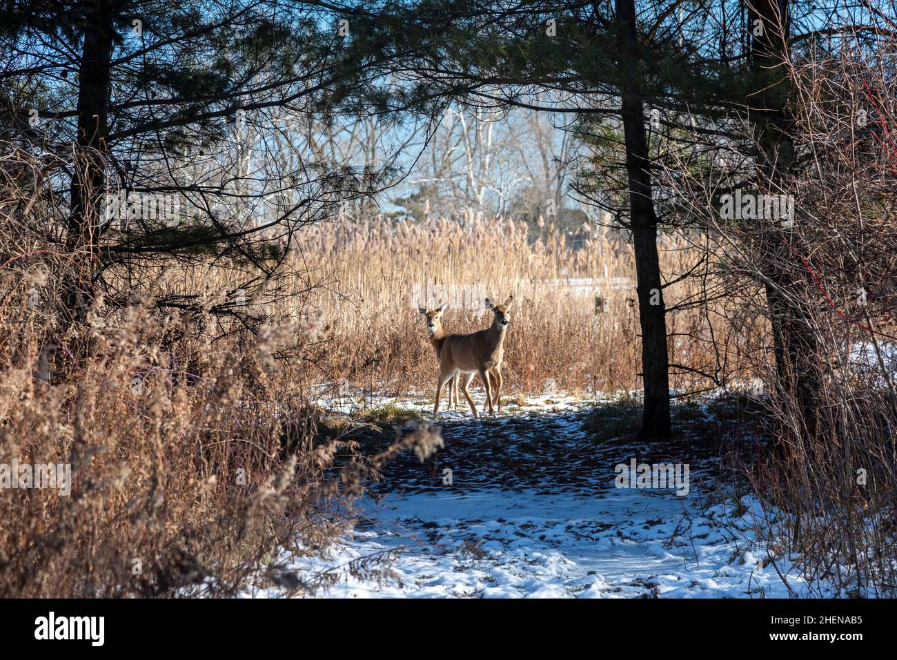 Harrison Twp., Michigan - White-tailed deer (Odocoileus virginianus) at Lake St. Clair Metropark. Stock Photo
