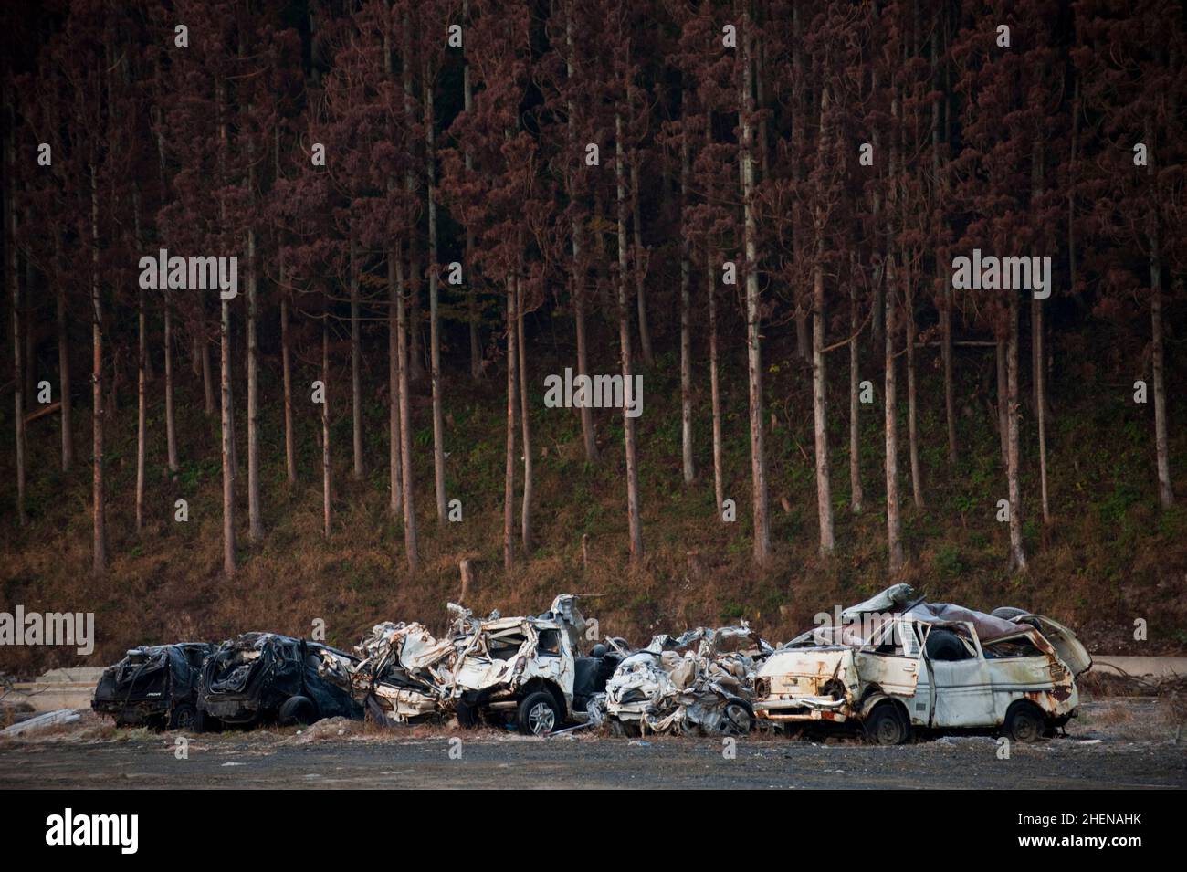Salt damaged trees line a hill behind wrecked cars in Minamisanrikucho, months after the 2011 tsunami. Stock Photo