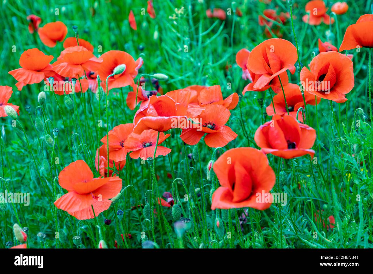 detail of red poppy flower growing in the field Stock Photo - Alamy