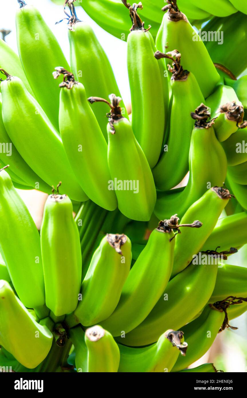 Key West, Flora, Bananas Musa acuminata Stock Photo Alamy
