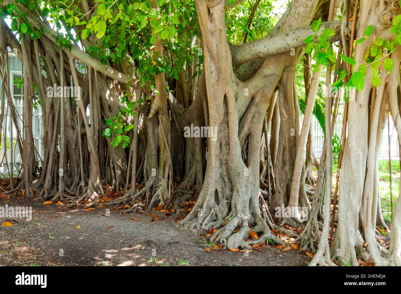 Key West Flora Banyan Tree ficus Stock Photo Alamy Key West Flora Banyan Tree ficus Stock Photo Alamy