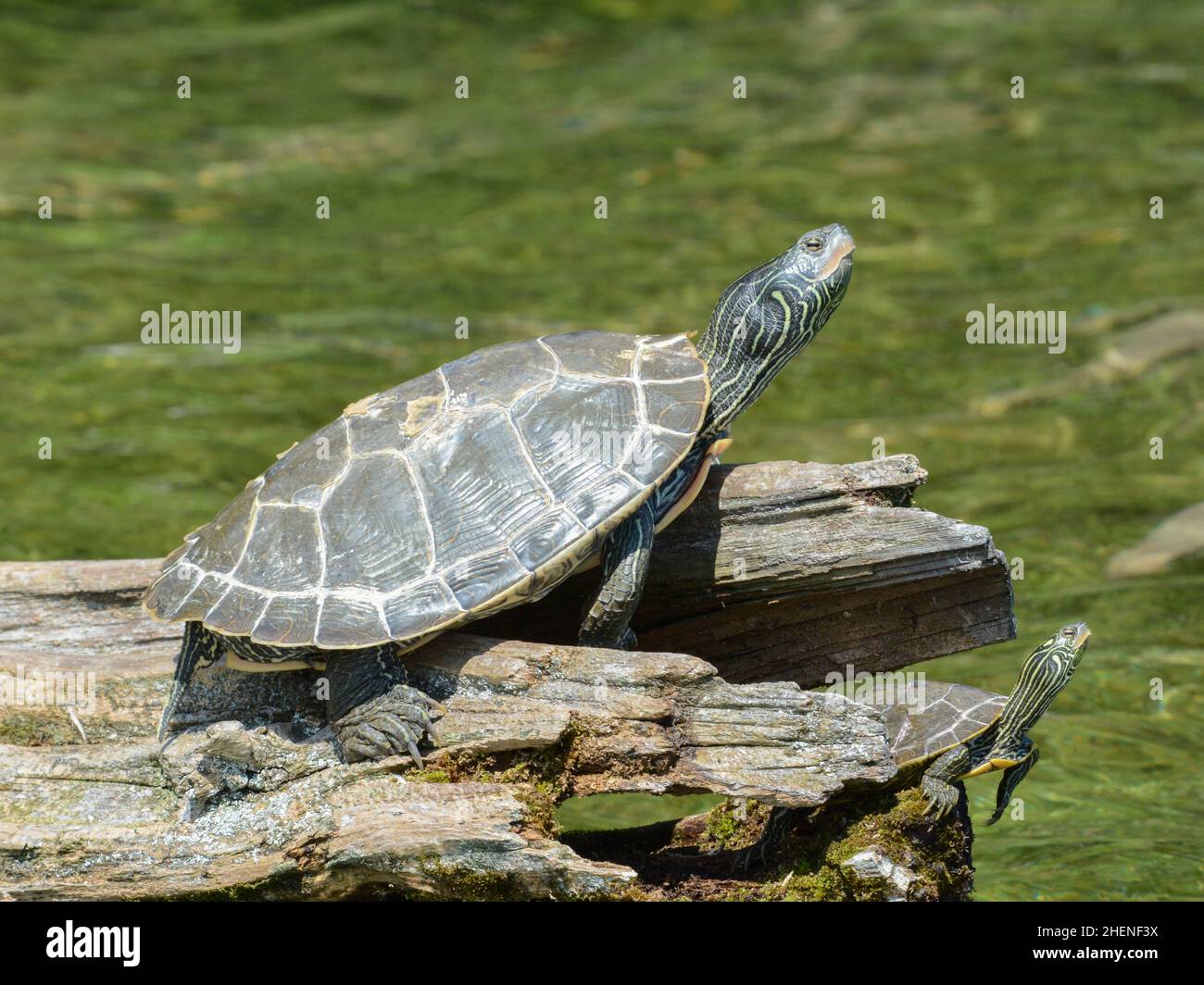 Northern Map Turtle (Graptemys geographica) from Leelanau County ...