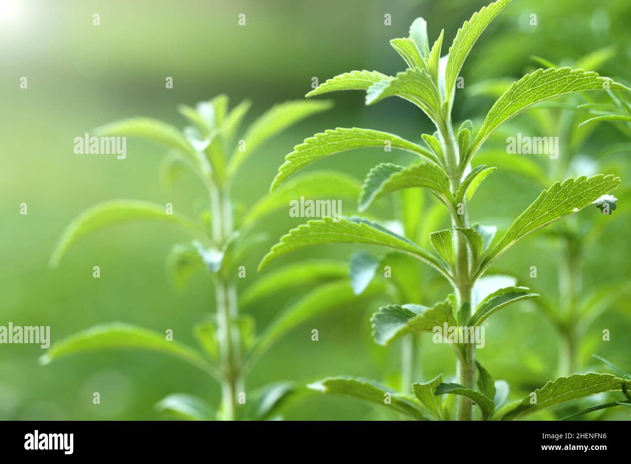 Stevia rebaudiana.Stevia plant on green background.Organic natural low  calorie sweetener. Green stevia bush in the garden.Stevia fresh green twig  Stock Photo - Alamy