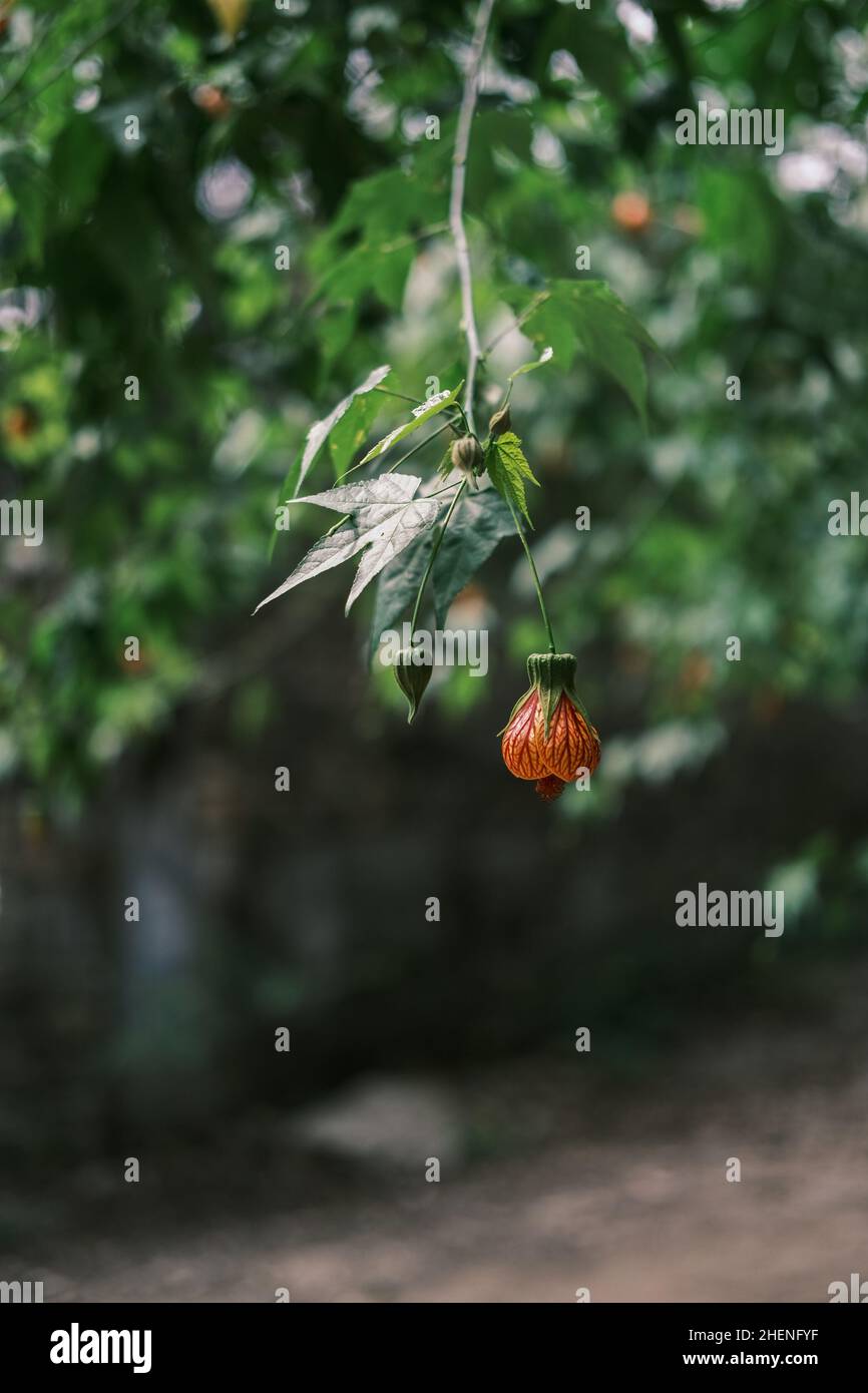 Golden Bell Flowers in the Sun Stock Photo - Alamy