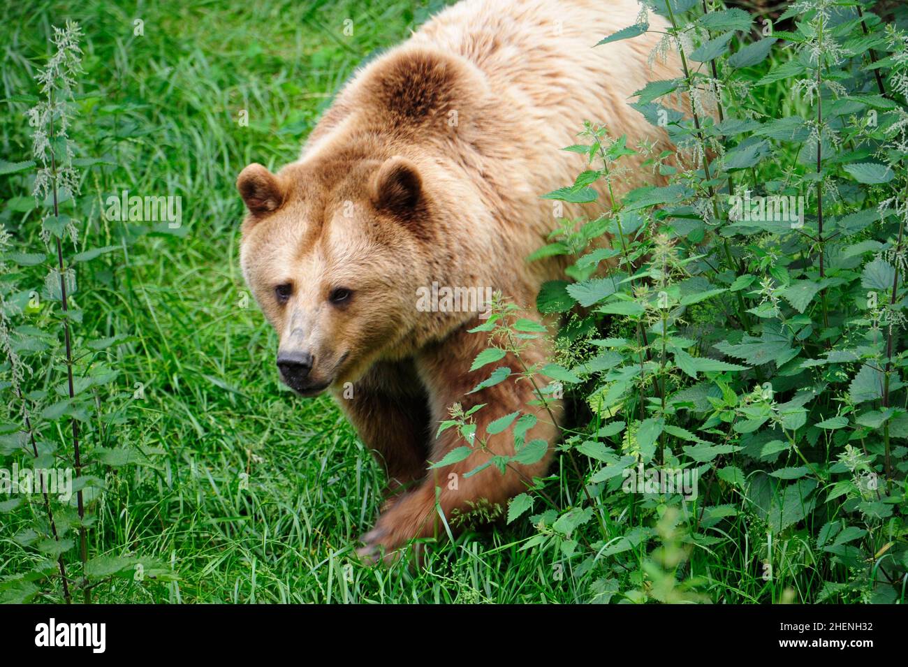Brown Bear (Ursus arctos) in Forest Stock Photo - Alamy