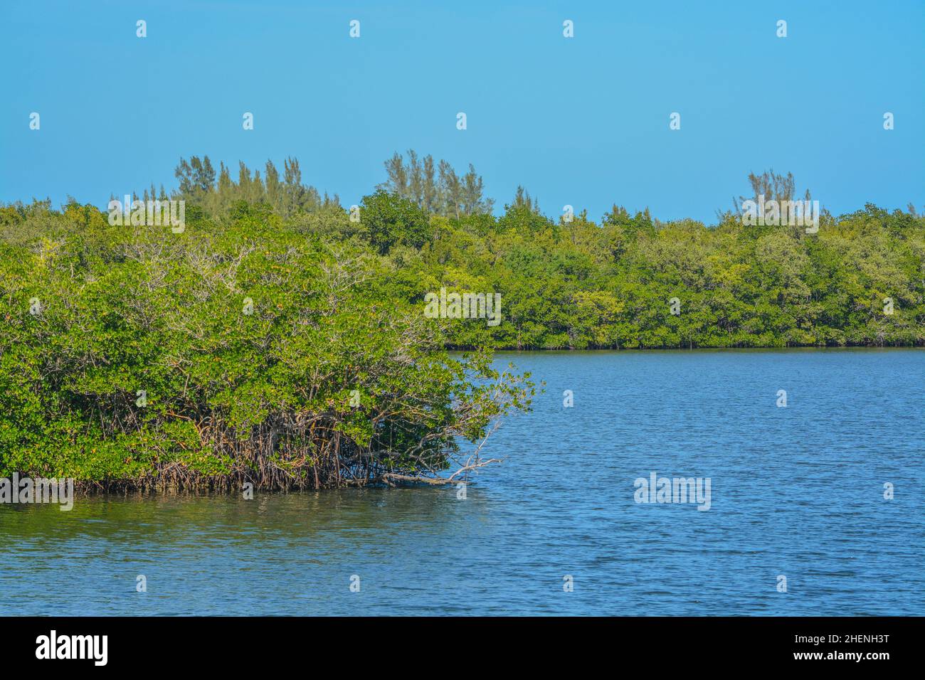 The Mangroves in Round Island Riverside Park on the Indian River at ...