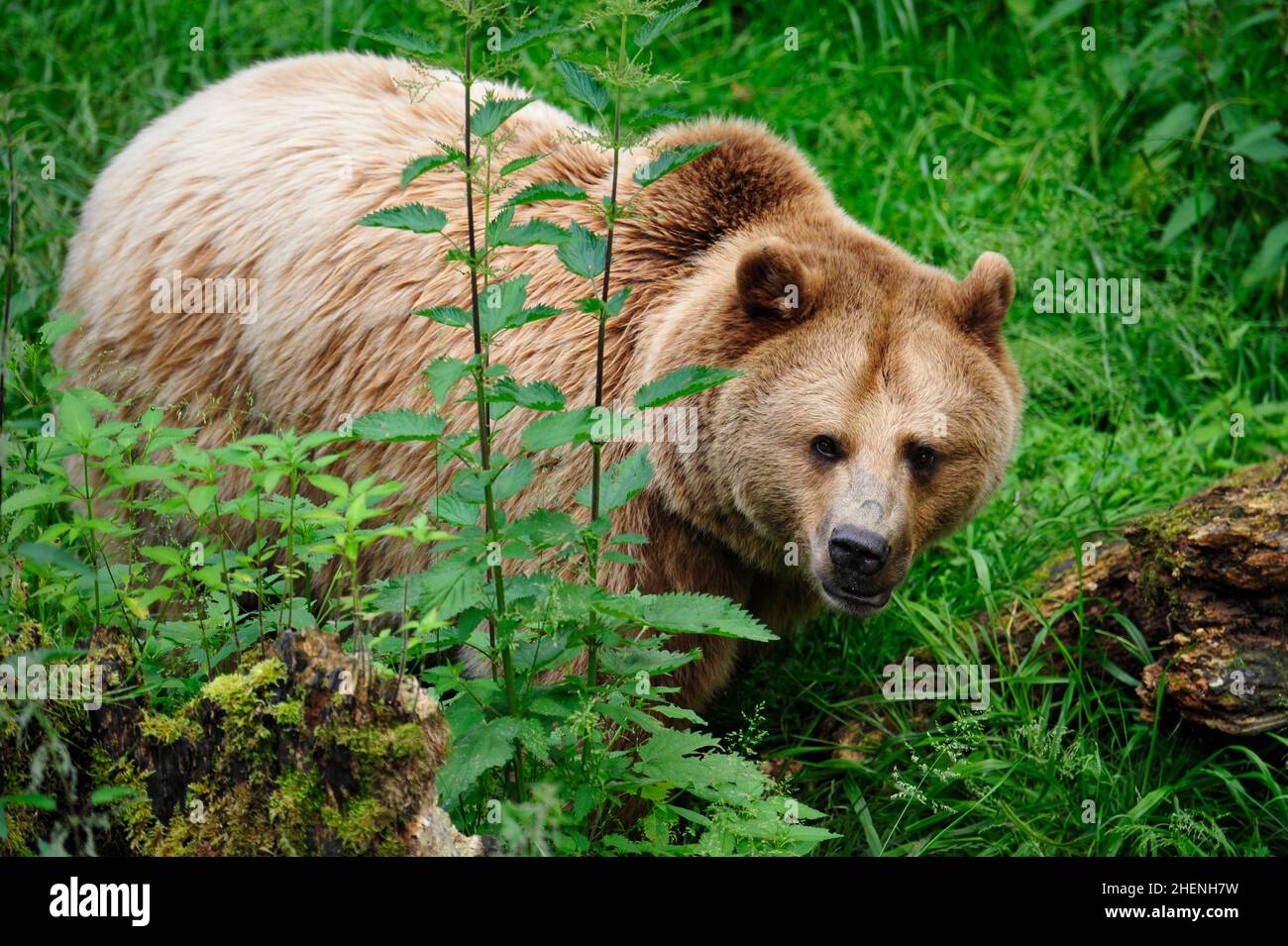 Brown Bear (Ursus arctos) in Forest Stock Photo - Alamy