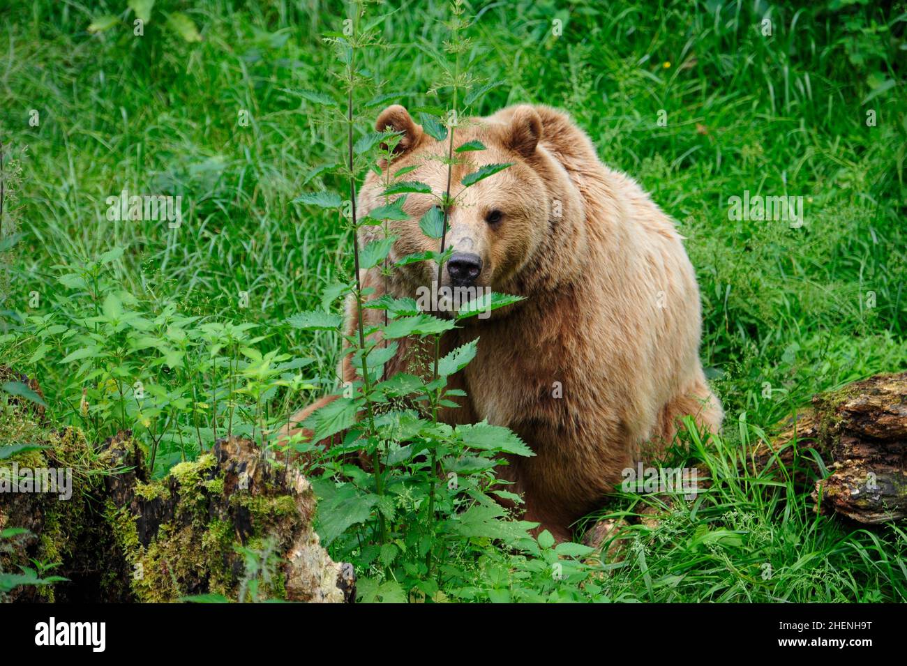 Brown Bear (Ursus arctos) in Forest Stock Photo - Alamy