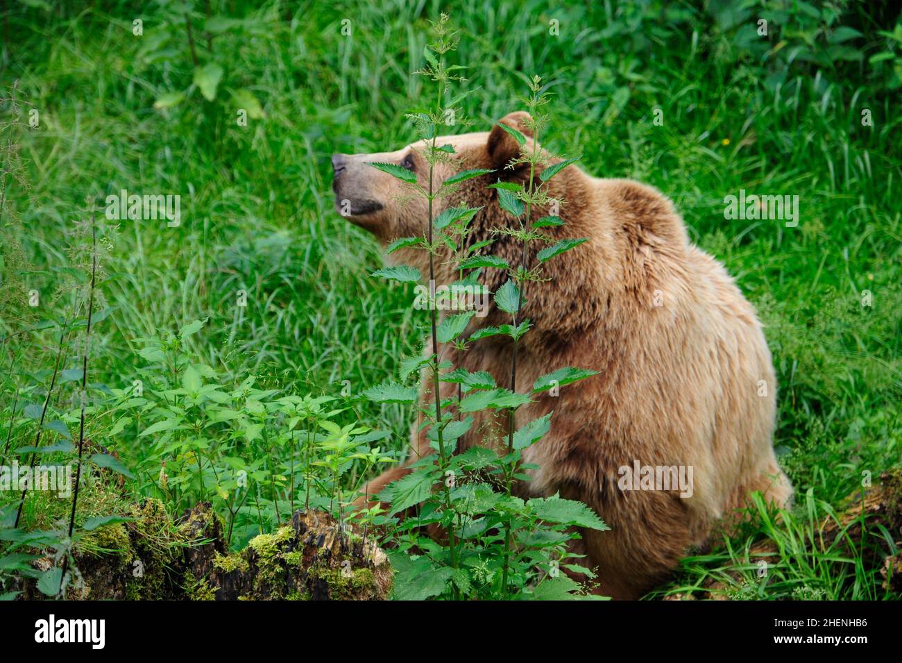 Brown Bear (Ursus arctos) in Forest Stock Photo - Alamy