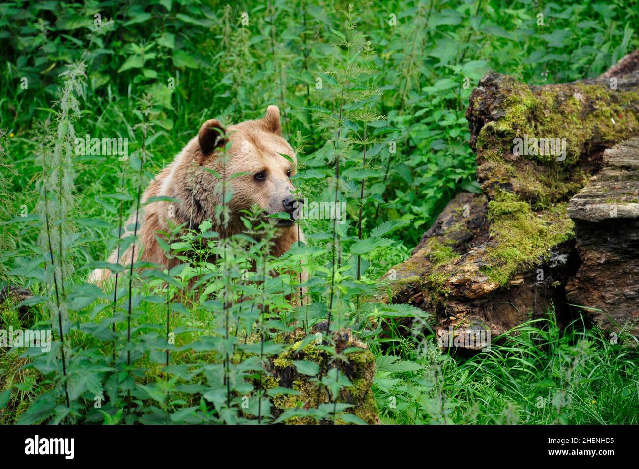 Brown Bear (Ursus arctos) in Forest Stock Photo - Alamy