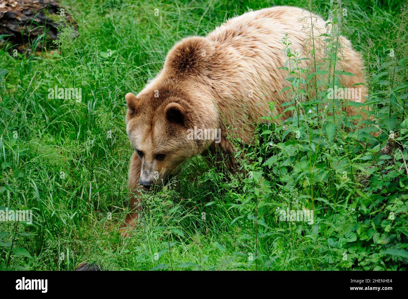 Brown Bear (Ursus arctos) in Forest Stock Photo - Alamy