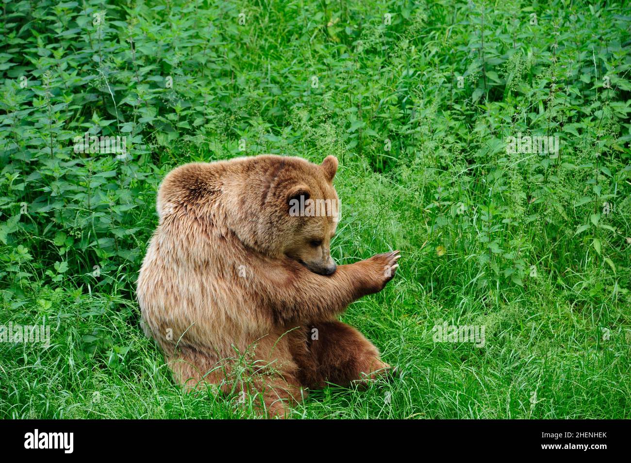 Brown Bear (Ursus arctos) in Forest Stock Photo - Alamy