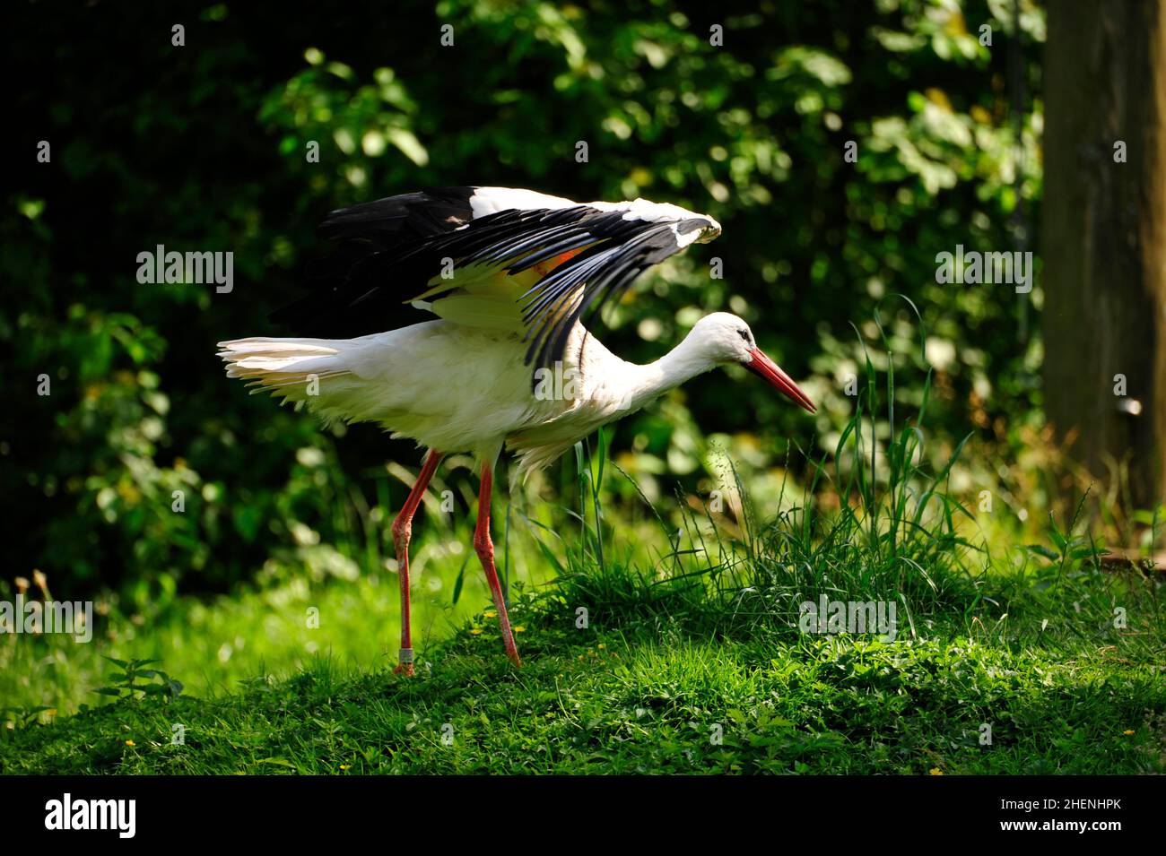 Storks (ciconiidae).In Alvesrode birds have their nesting places Stock Photo