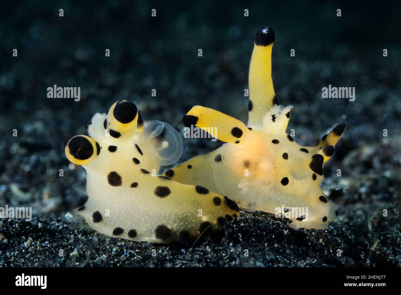Two nudibranches (Thecacera sp.) are mating on the sandy bottom with reproductive organs clearly visible. Nudibranches mating dance. Stock Photo