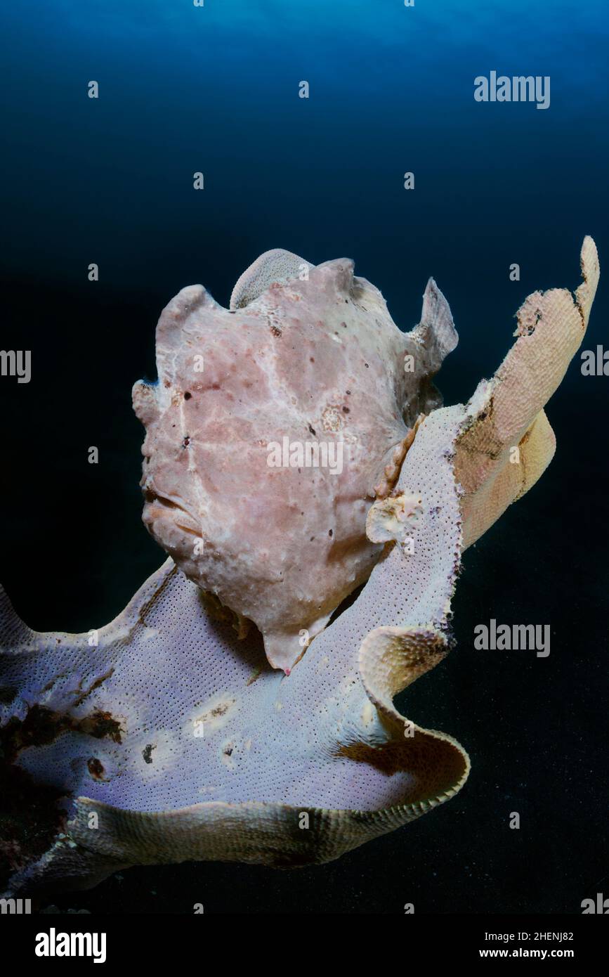 A full body photo of Commerson's frogfish or the giant frogfish, Antennarius commerson, with clearly visible lure (illicium), sitting on the sponge. Stock Photo