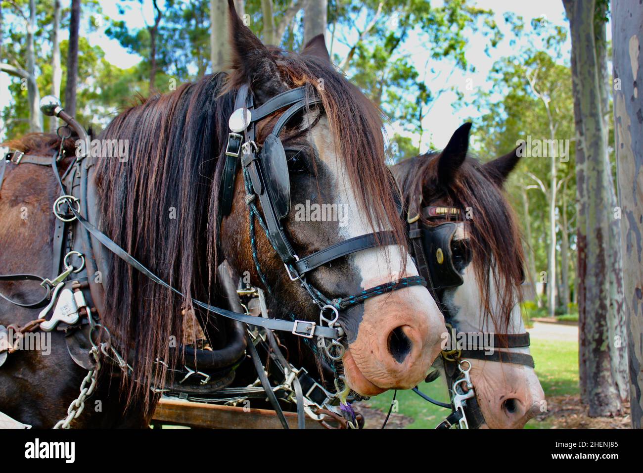 Clydesdale horses from australia hunter valley hires stock photography