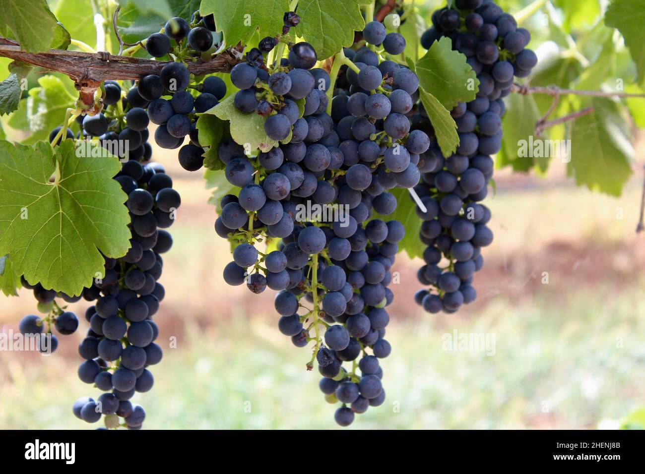Table grapes of australia hires stock photography and images Alamy