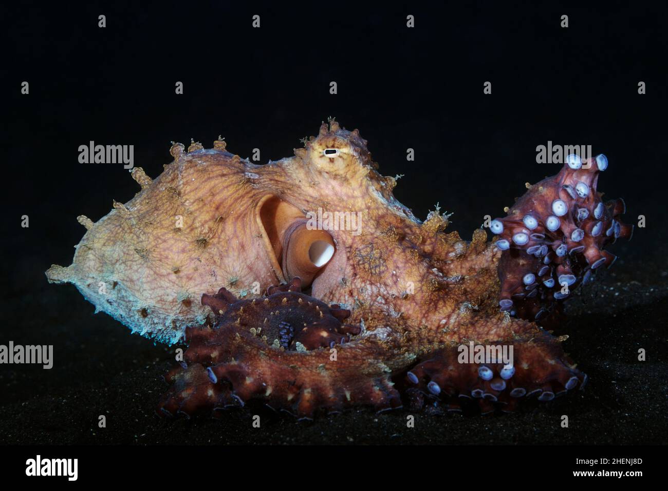 Octopus cyanea, also known as the big blue octopus or day octopus is moving over the sandy bottom with suckers on its arms are clearly visible. Stock Photo