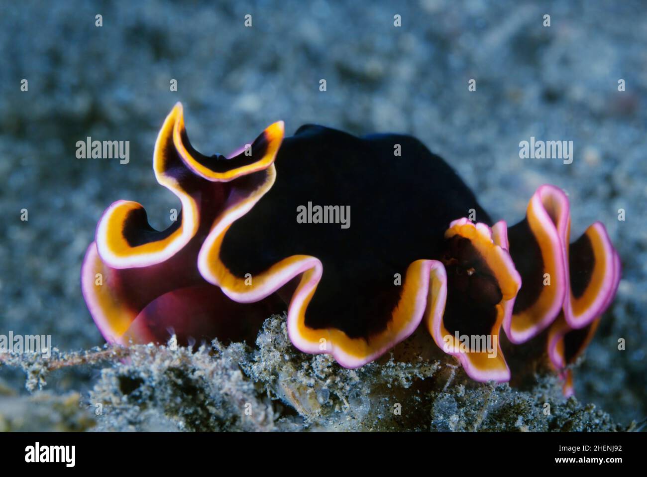 Pseudobiceros gloriosus (common name: the glorious flatworm) Stock Photo