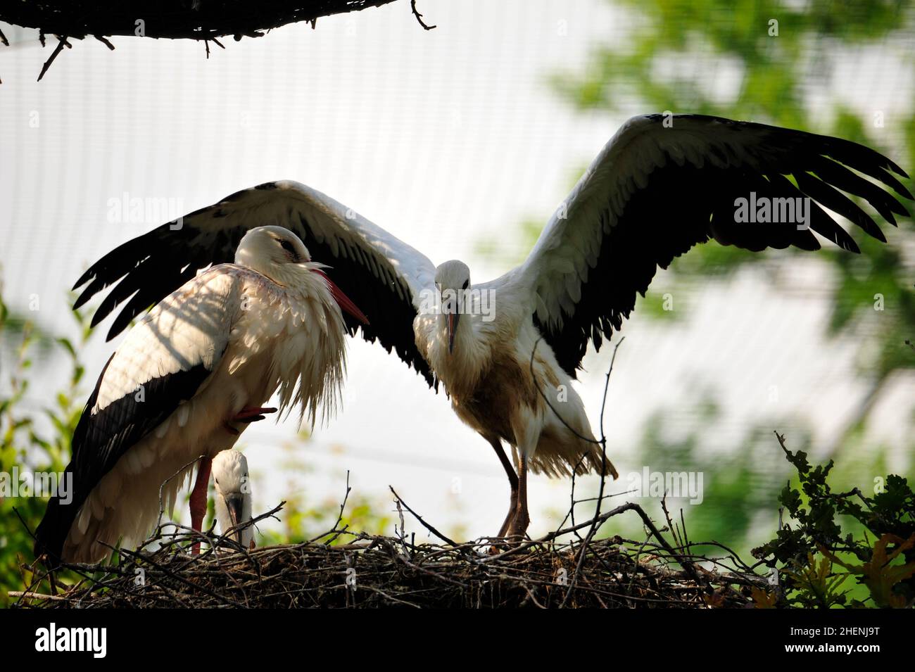 Storks (ciconiidae).In Alvesrode  birds have their nesting places Stock Photo