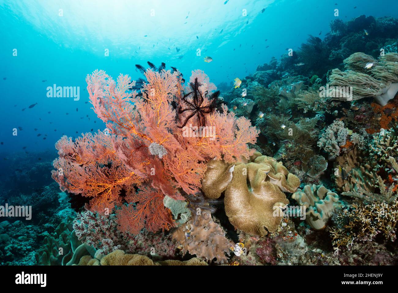 Beautiful pinkish red Gorgonian fan coral in Indonesian waters on a healthy colorful  coral reef. It filters plankton from passing ocean currents. Stock Photo