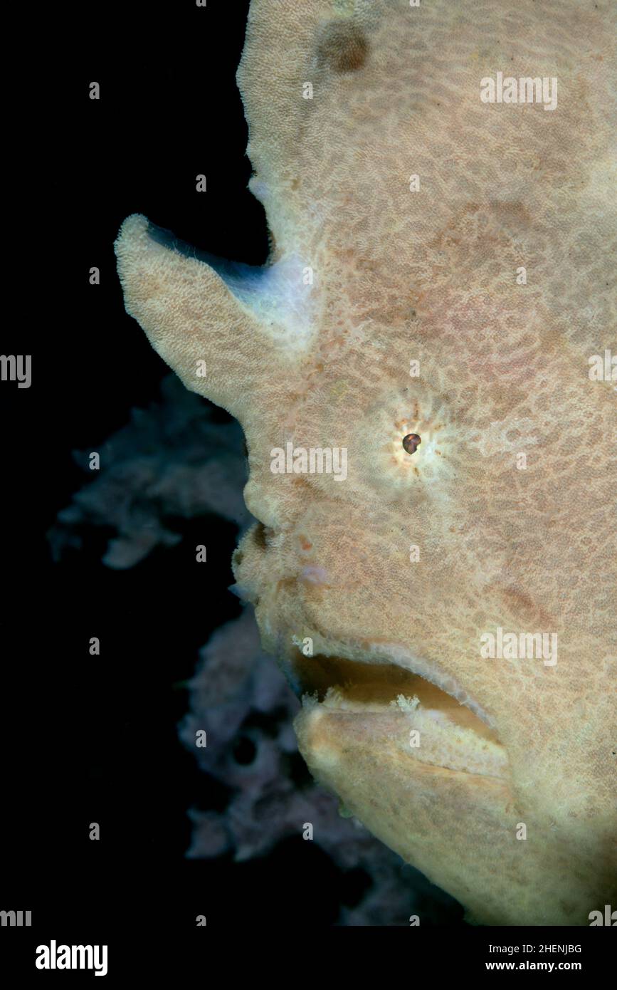 A close-up portrait of Commerson's frogfish or the giant frogfish, Antennarius commerson, with open mouth and clearly visible lure (illicium). Stock Photo