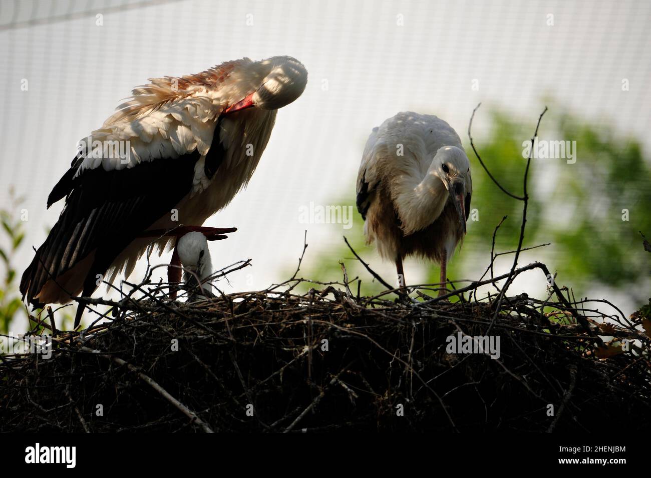 Storks (ciconiidae).In Alvesrode  birds have their nesting places Stock Photo