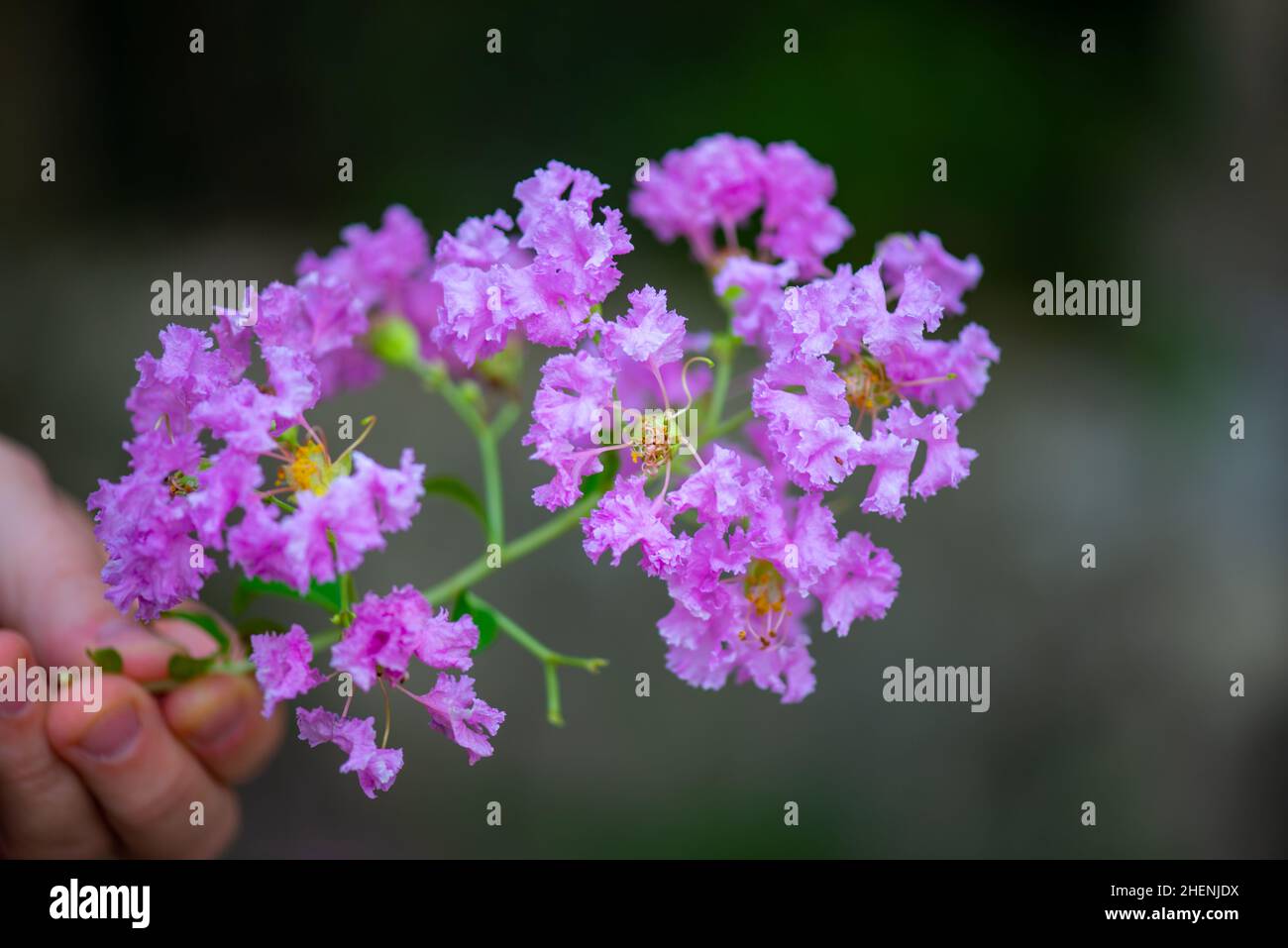 holding a sprig of blooming myrtle in their hands Stock Photo