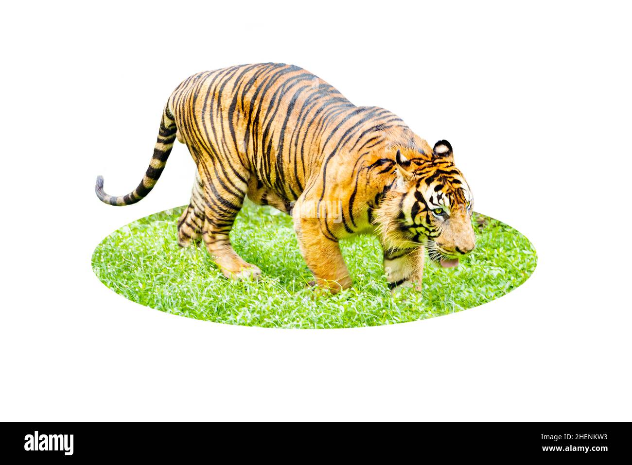 Sumatran Tiger - Panthera tigris sumatrae with white background Stock Photo