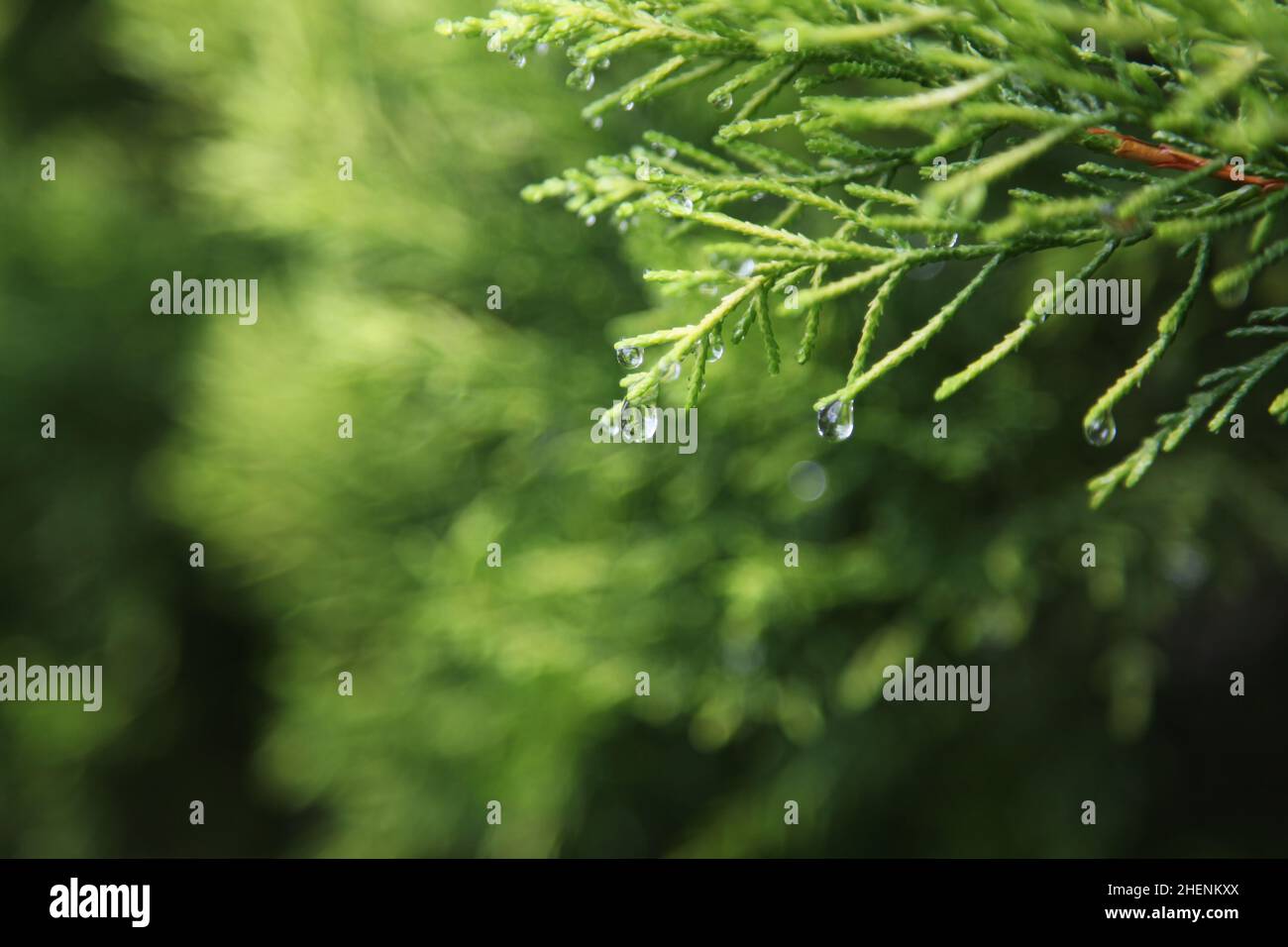 Raindrops. Water drops on pine leaves. Close up Stock Photo