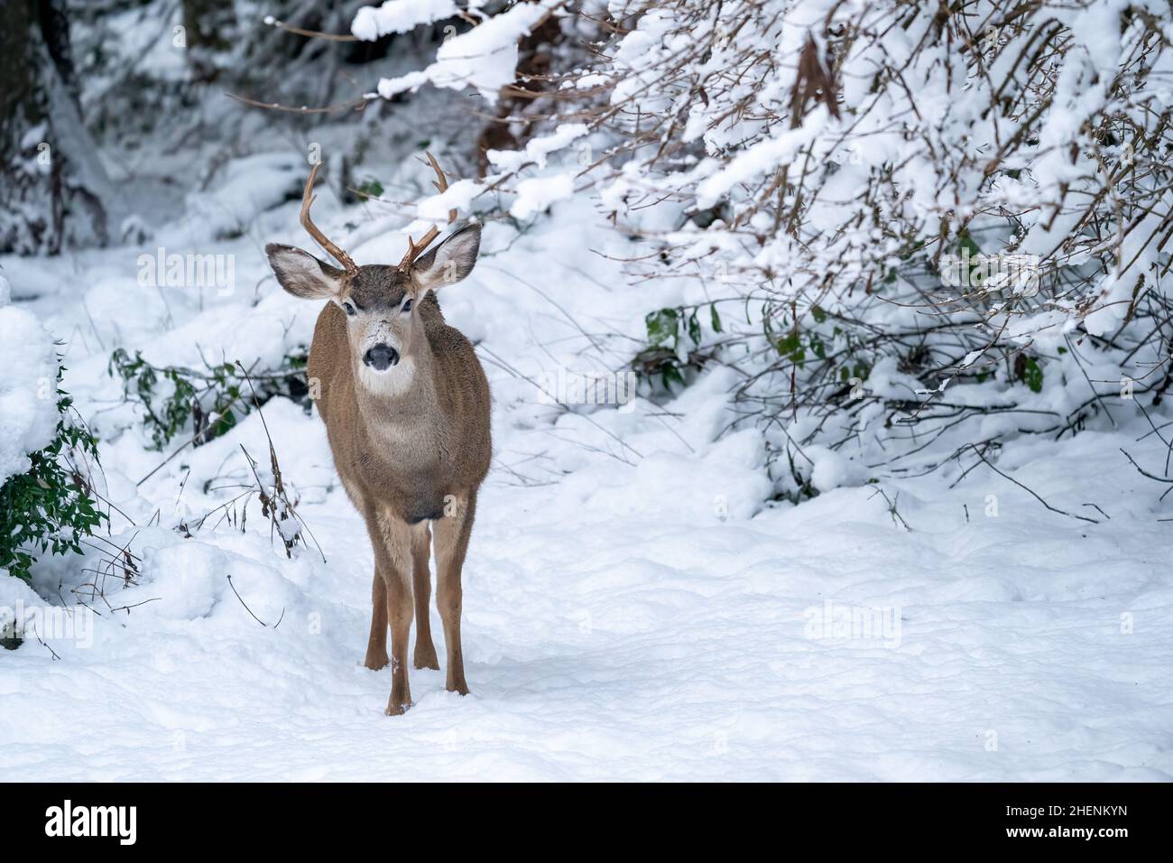 Issaquah, Washington, USA.   Young Mule Deer buck in snow. Stock Photo