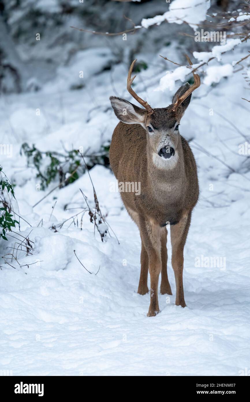 Issaquah, Washington, USA.   Young Mule Deer buck in snow. Stock Photo