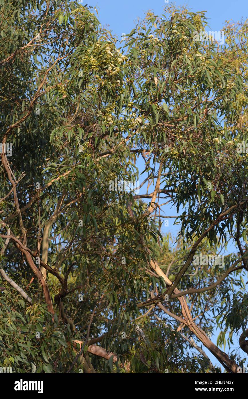 Eucalyptus punctata flowers and leaves Grey Gum. A species of