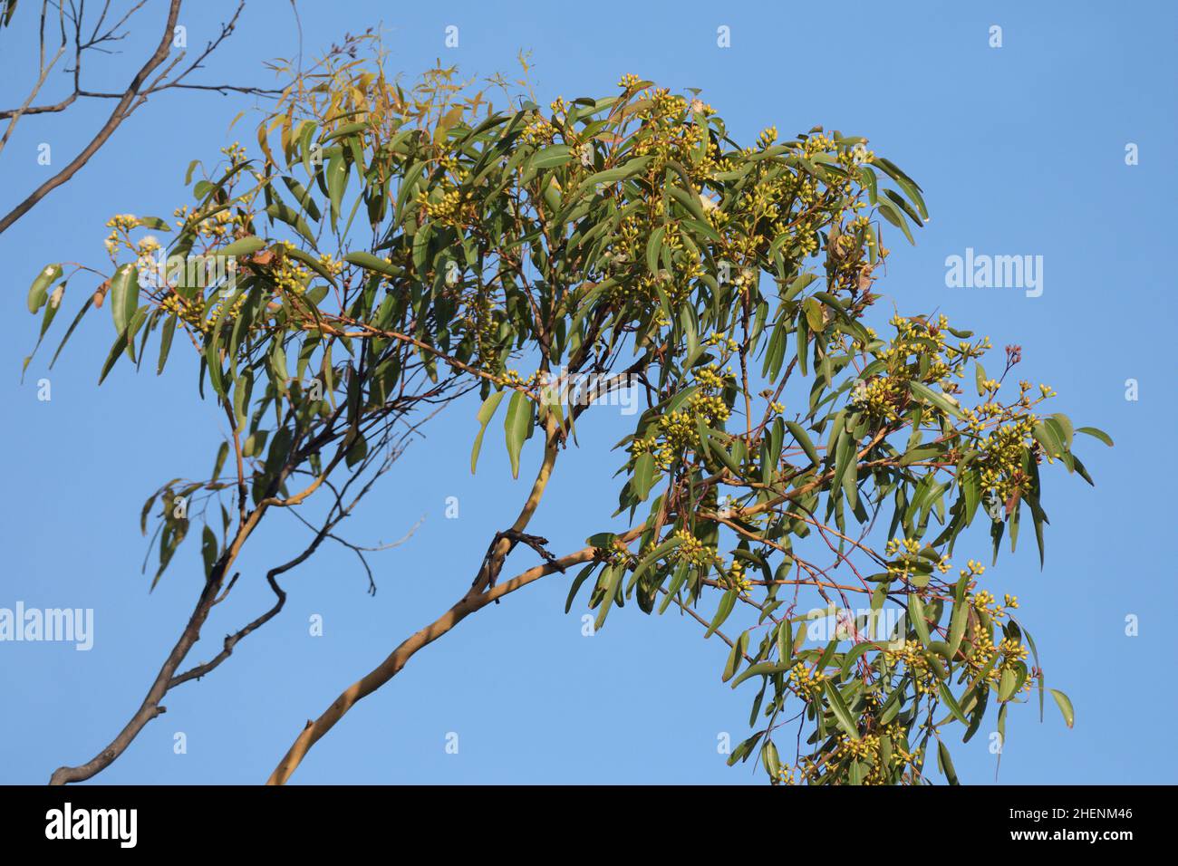 Eucalyptus punctata flowers and leaves Grey Gum. A species of
