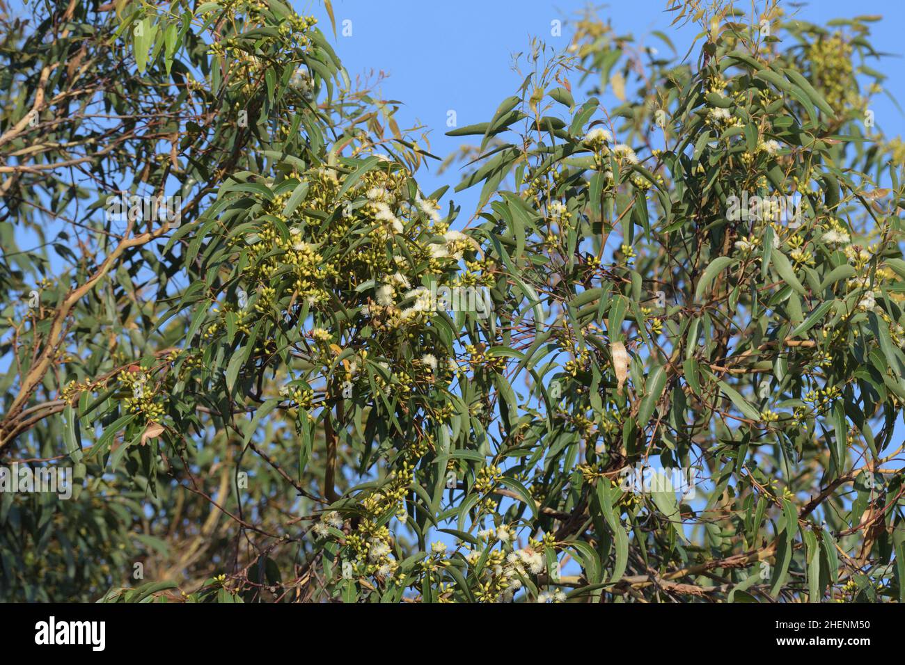 Eucalyptus punctata flowers and leaves Grey Gum. A species of