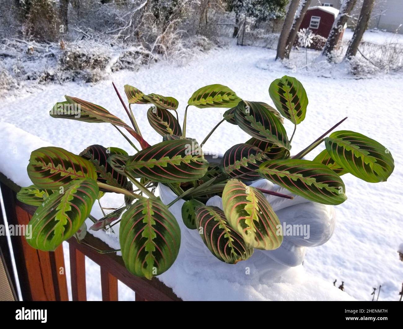 The Red-vein Prayer plant 'Erythroneura' on top of the white snow Stock Photo