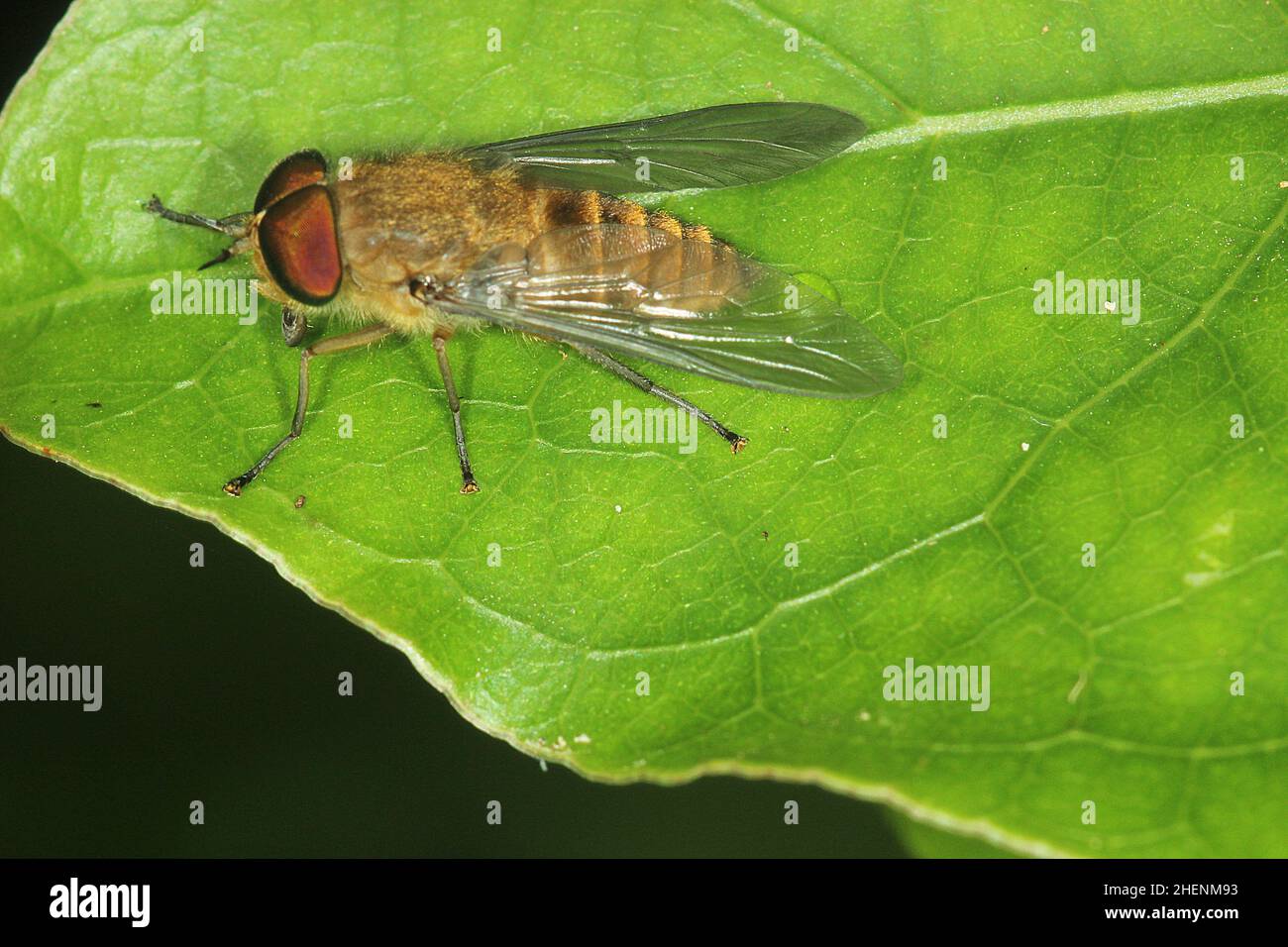 Horse fly (family Tabanidae Stock Photo Alamy