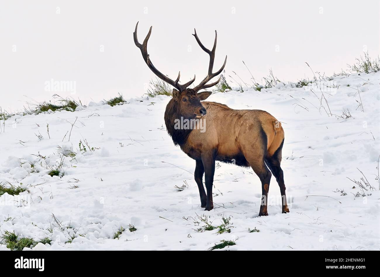 A large bull elk  (Cervus elaphus), looking back over his shoulder during the rutting season in rural Alberta Canada Stock Photo