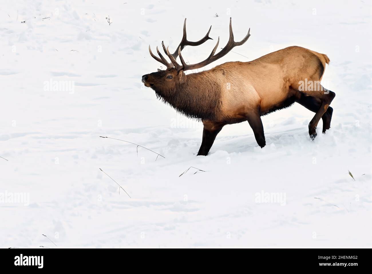 A large bull elk  (Cervus elaphus), running through the deep snow during the rutting season in rural Alberta Canada Stock Photo