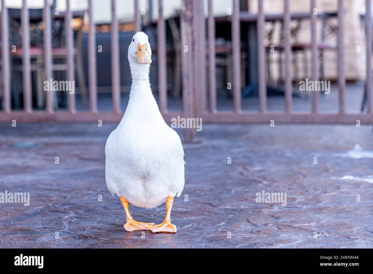 Portrait of a goose in the United States of America Stock Photo