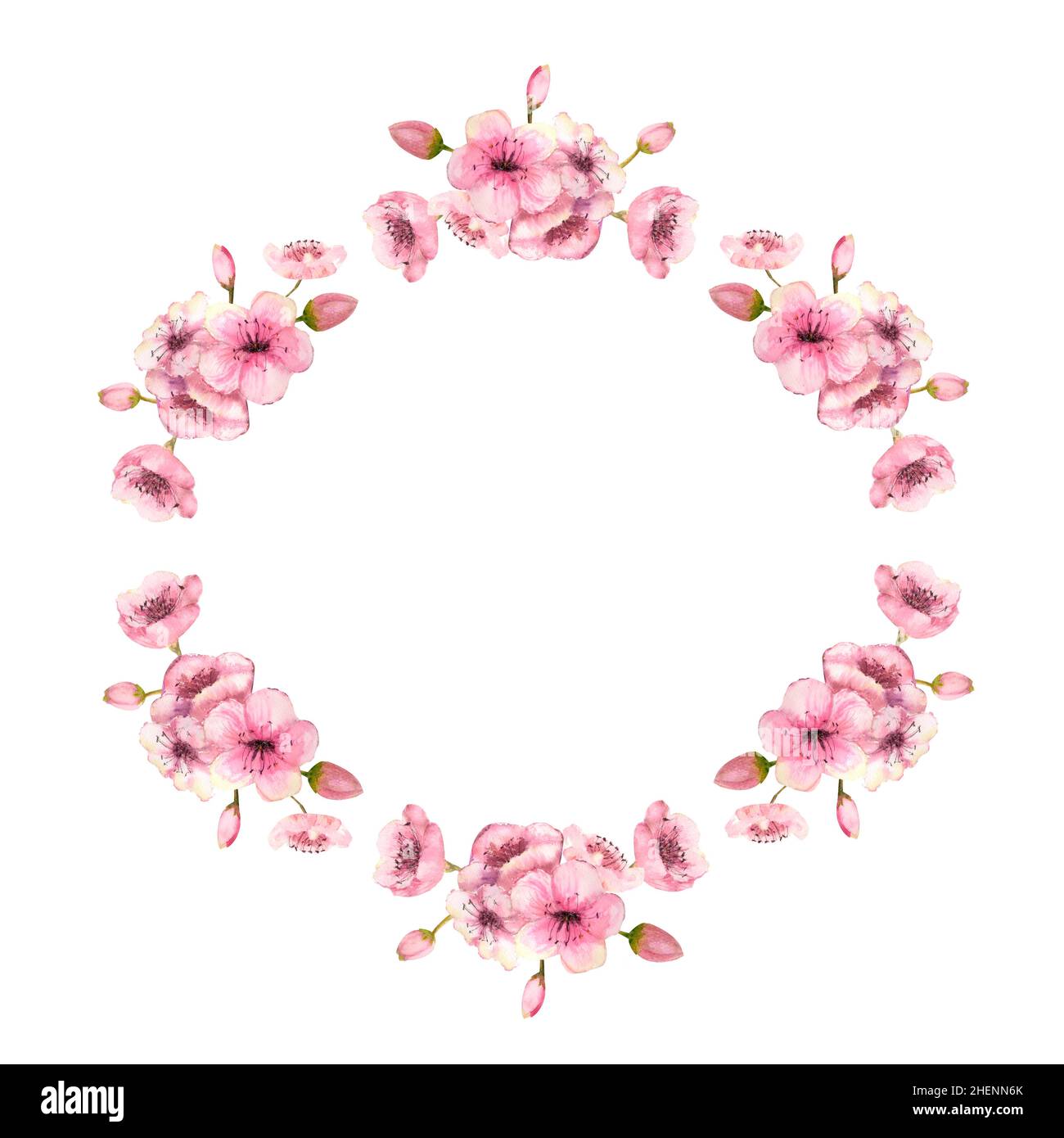 A wreath of spring pink sakura blossoms on a white isolated background ...