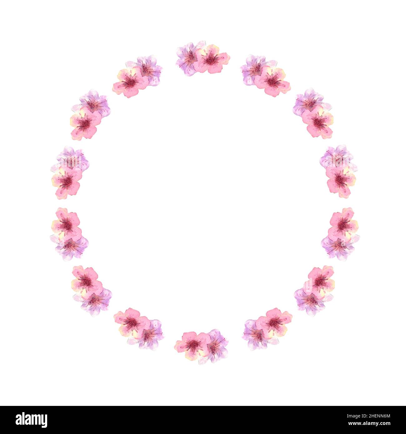 A wreath of spring pink sakura blossoms on a white isolated background ...