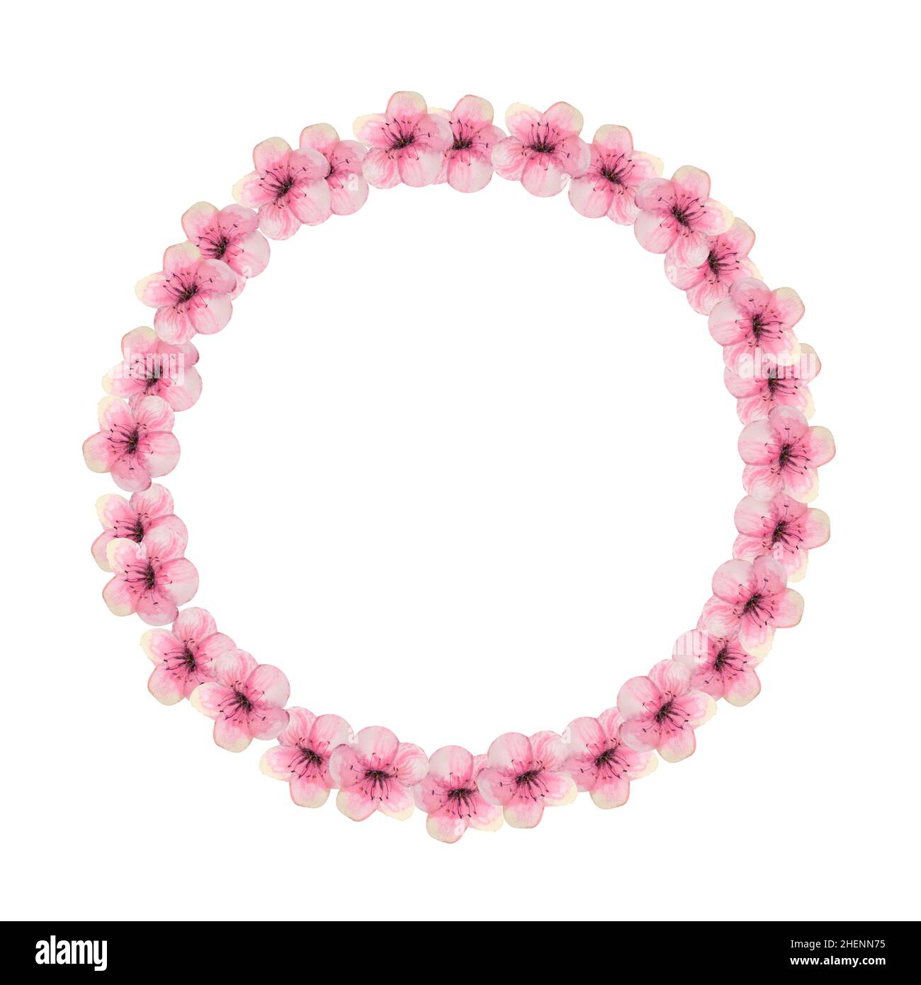 A wreath of spring pink sakura blossoms on a white isolated background ...