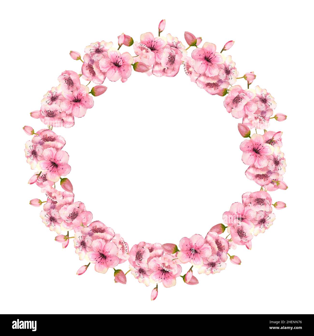 A wreath of spring pink sakura blossoms on a white isolated background ...